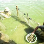 Nghệ An: Hội thảo nhân rộng mô hình nuôi thương phẩm cá chạch quế