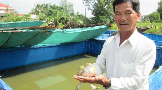 Làm giàu từ nuôi ếch