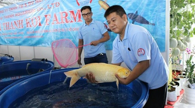 2 cha con đất Sài thành thuần dưỡng cá Koi, kiếm bạc tỷ