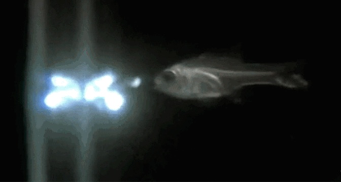 Giải mã bí ẩn loài cá “ma quỷ” phun ánh sáng xanh