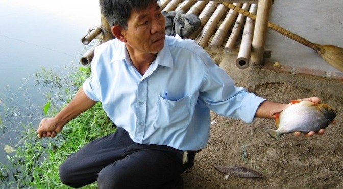 Khánh Hòa: Nuôi cá chim hồng nước ngọt lợi nhuận cao