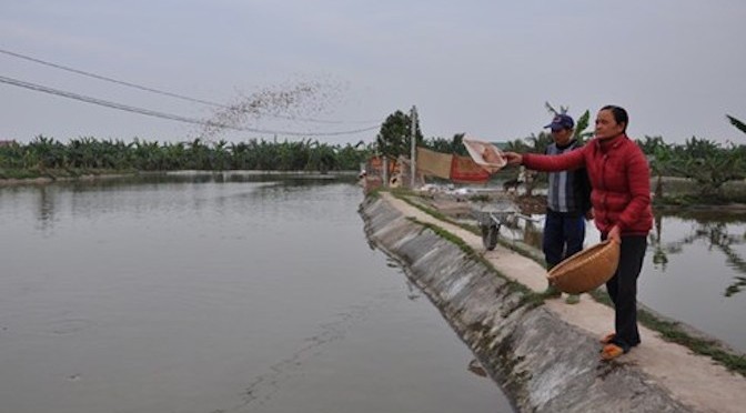 Mô hình nuôi cá liên hoàn cho thu nhập tiền tỷ