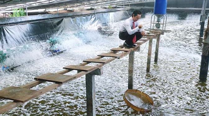 Những mô hình nuôi tôm siêu thâm canh: Đảm bảo tính bền vững và hiệu quả kinh tế cao