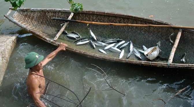 Quảng Trị: Nuôi cá đối mục – giải pháp cho các vùng nuôi tôm bị bỏ hoang