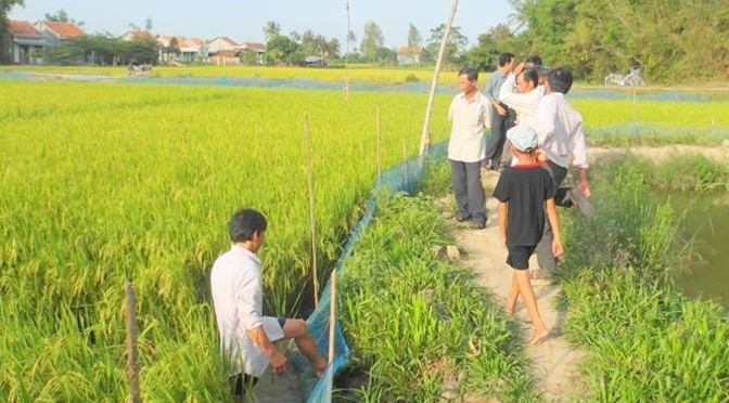 Nuôi cua trong ruộng lúa