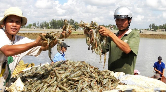 Nuôi tôm, tránh lạm dụng kháng sinh