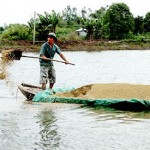 Quy chuẩn kỹ thuật quốc gia về cơ sở nuôi cá tra trong ao