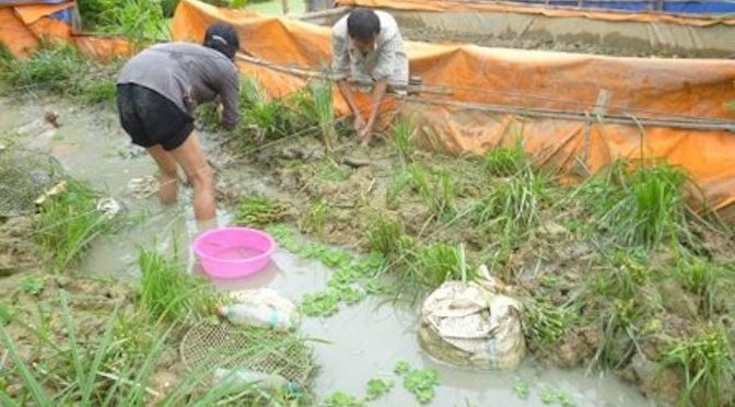 An Giang: Hiệu quả từ mô hình sản xuất lươn giống