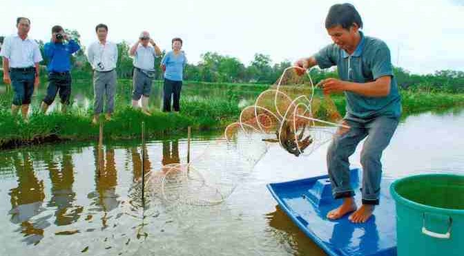 Sáng tạo trong mô hình tôm – lúa