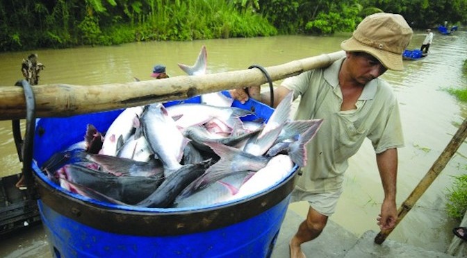 Những vấn đề ảnh hưởng đến tăng trưởng và tỷ lệ sống của cá bông lau