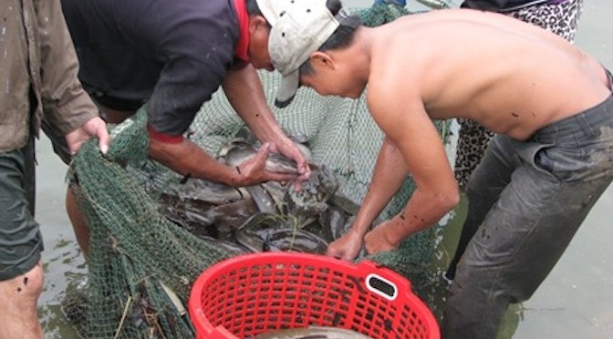 Thành tỷ phú nhờ cá trê lai