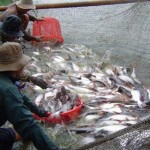 Phê duyệt quy hoạch nuôi, chế biến cá tra vùng đồng bằng sông Cửu Long đến năm 2020
