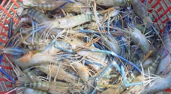 Biện pháp kỹ thuật hạn chế tôm càng xanh ăn thịt lẫn nhau