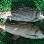 Ấn Độ: Ứng dụng biến đổi gen trong sản xuất cá kháng bệnh