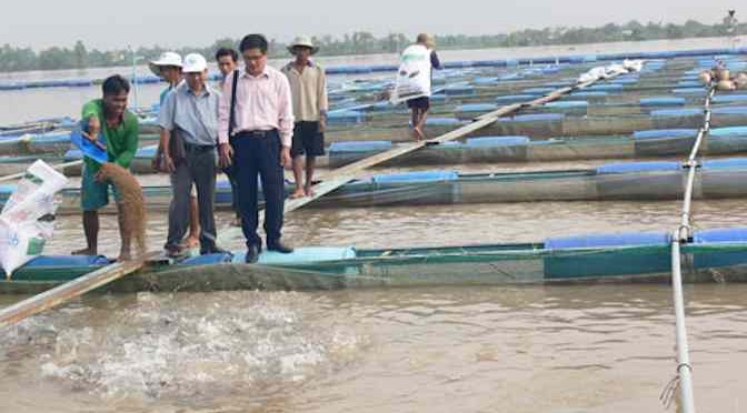 Bến Tre: Khảo sát mô hình nuôi cá rô phi lồng bè