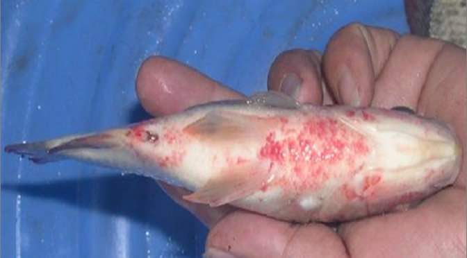 Cách nhận biết Bệnh liên cầu khuẩn trên cá rô phi  và biện pháp phòng bệnh