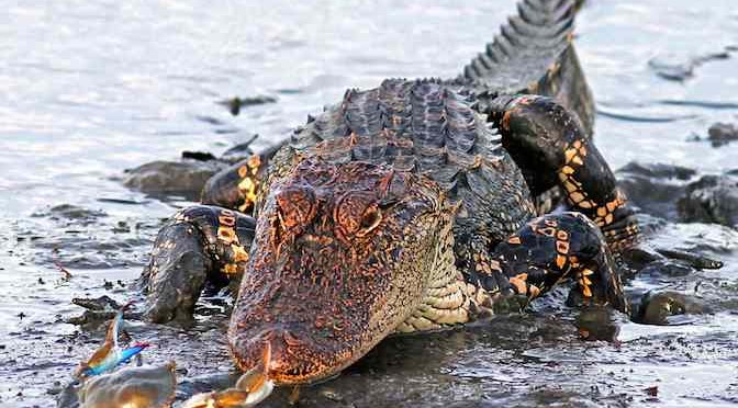 Cá sấu khổng lồ thất bại đau đớn khi tấn công chú cua nhỏ bé