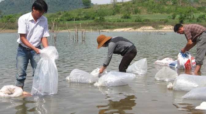 Cách thả cá giống đạt tỷ lệ sống cao