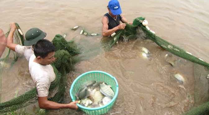 Giữ cá rô phi qua đông