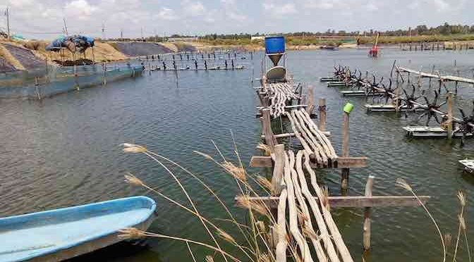 Hệ thống cho tôm ăn bằng “âm thanh” đối với ao thâm canh và bán thâm canh