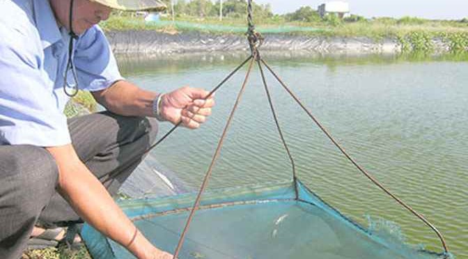 Luân canh muối – tôm: Hiểu để nuôi mới đạt hiệu quả