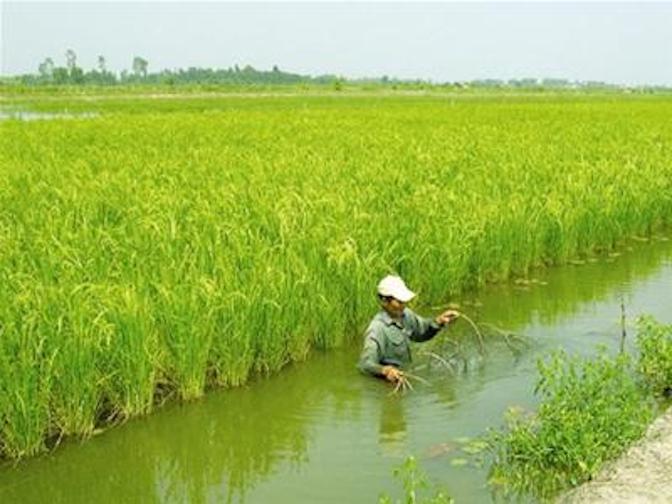 Trồng lúa nuôi cá tôm theo tự nhiên vẫn cho thu nhập cao
