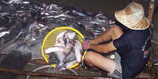 Một số giải pháp hạn chế sự lây lan bệnh gan thận mủ trên cá tra