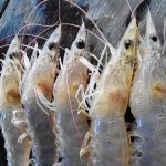 Nâng cao chất lượng tôm trước khi thu hoạch