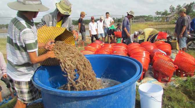 Người nuôi tôm như ngồi trên lửa