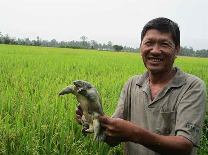 Mô hình cấy lúa kết hợp nuôi thủy sản có hợp pháp không 