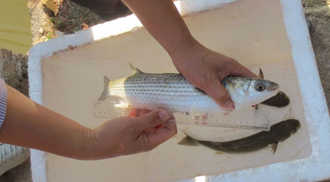 Bình Định: Hiệu quả nuôi cá đối mục trong ao nuôi tôm suy thoái