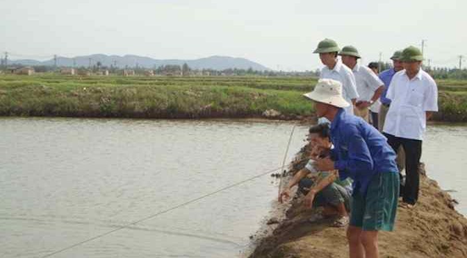 Khánh Hòa: Nuôi tôm sú luân canh – rong câu trong ao nước lợ