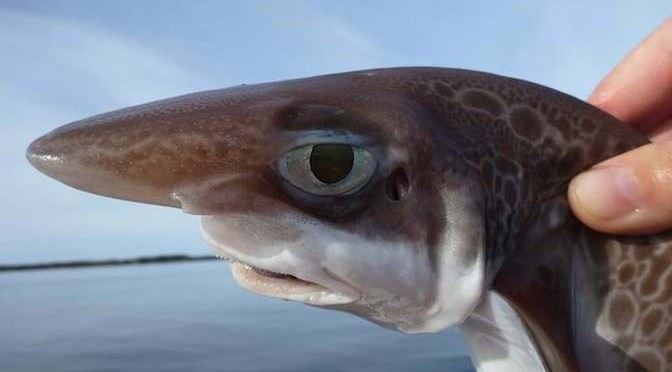 Phát hiện mới gây bất ngờ về loài cá mập