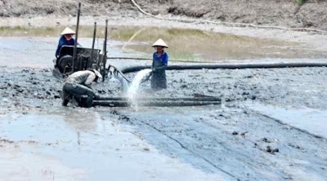 Cà Mau: Phòng, chống dịch bệnh trên tôm nuôi cần cơ chế đồng bộ