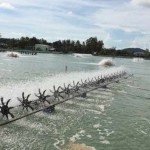 Thức ăn trong nuôi trồng thủy sản là đầu tư, không phải chi phí 