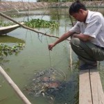 Thành phố Cà Mau: thành công từ mô hình nuôi cá chạch