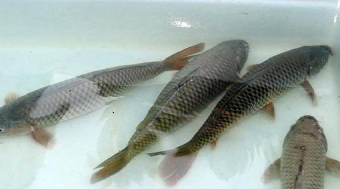 Giàu nhờ nuôi cá chép giòn