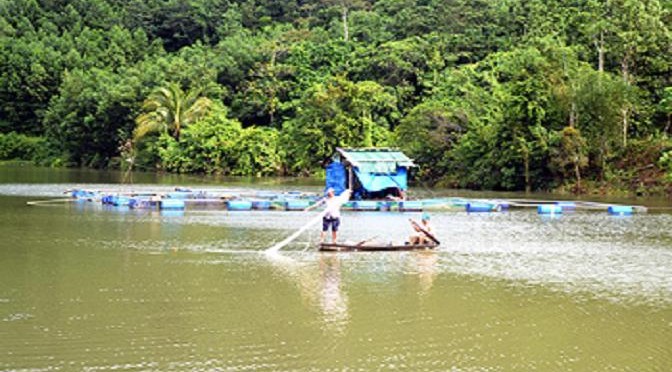 Vụ cá lăng nha chết hàng loạt: Do Phú Ninh xả nước đường đột?