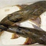 Nguy cơ tuyệt chủng cá chiên sông Gâm