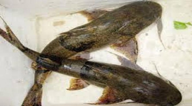 Nguy cơ tuyệt chủng cá chiên sông Gâm