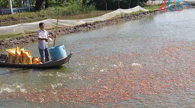 Hiệu quả mô hình đa canh