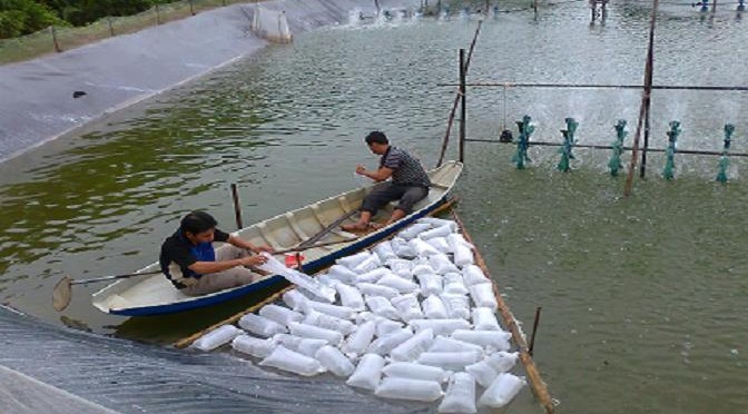 Kinh nghiệm chọn và thả tôm giống