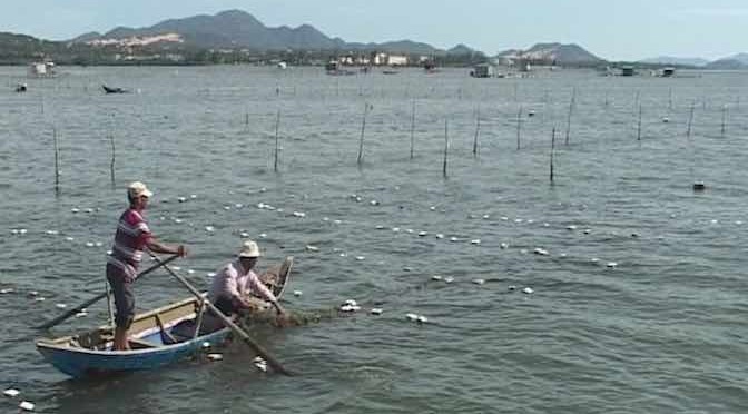 Khánh Hòa: Hiệu quả của mô hình nuôi cá ngựa và rong sụn kết hợp ở Cam Ranh