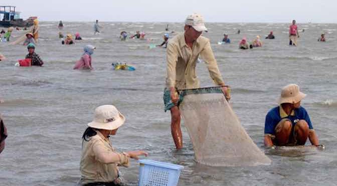 Để nghề nuôi nghêu Gò Công trở lại thời hoàng kim