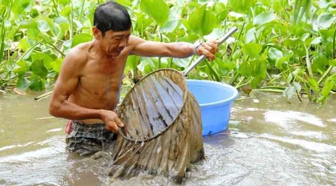 Xúc trùn chỉ, nghề mưu sinh giữa lòng sông