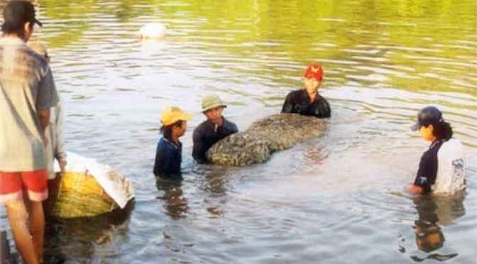 Tiền Giang: Nông dân nuôi tôm nước lợ có một vụ mùa thắng lợi