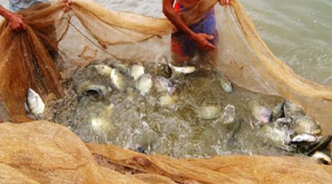 Phát triển công nghệ nuôi cá chép, rô phi chất lượng cao
