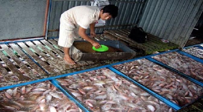 Tiền Giang: Phát triển mạnh nghề sản xuất cá rô phi giống
