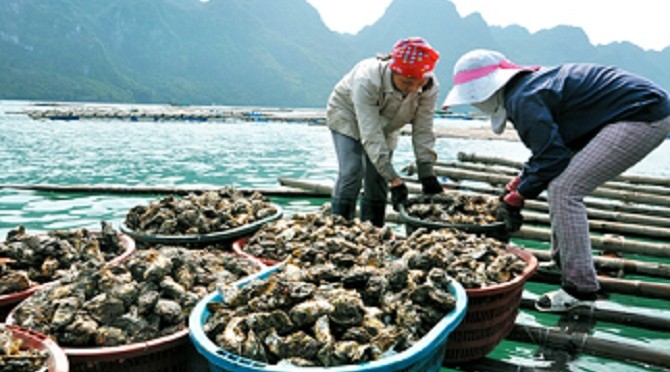 Phát triển nghề nuôi hàu bền vững ở Vân Đồn
