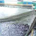 Thâm canh nuôi thủy sản ở Tiên Phước